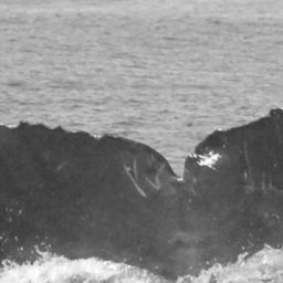 Fluke of CRC-12366