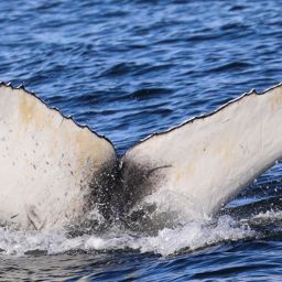 Fluke of 2019-2020 calf of CRC-11832
