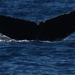 Fluke of CRC-19496