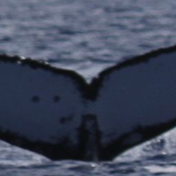 Fluke of PWF-NP_2960