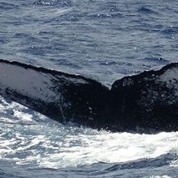 Fluke of PWF-NP_2980