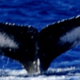 Fluke of PWF-NP_2975