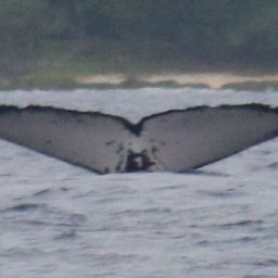 Fluke of EUA-198