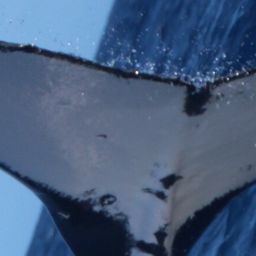 Fluke of EUA-183