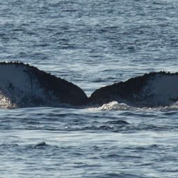 Fluke of PWF-NP_3138