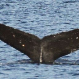 Fluke of SEAK-5443
