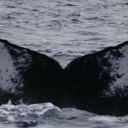 Fluke of PWF-NP_3155