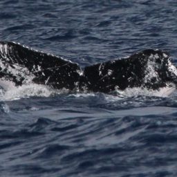 Fluke of PWF-NP_3150