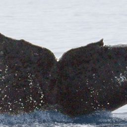 Fluke of Destapador