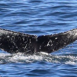 Fluke of CRC-19103