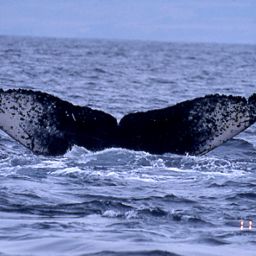 Fluke of CRC-11211