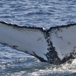 Fluke of UID-1359