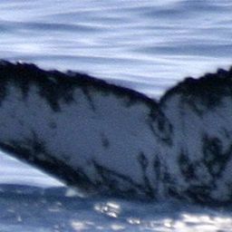 Fluke of UID-1195