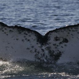 Fluke of UID-0650