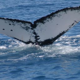 Fluke of COLOMBIA