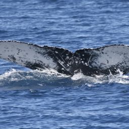 Fluke of UID-2648