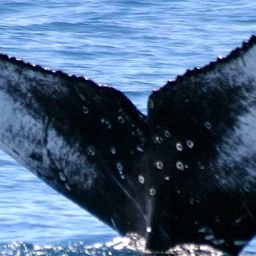 Fluke of SANTA MARIA