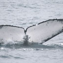 Fluke of UID-2736
