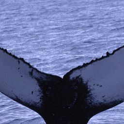 Fluke of MYSTERY