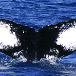 Fluke of LAHAINA