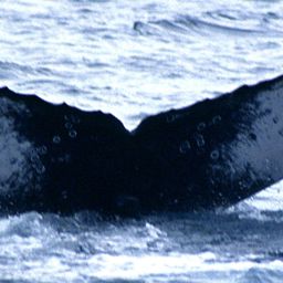 Fluke of MARIANA