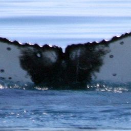 Fluke of UID-1405