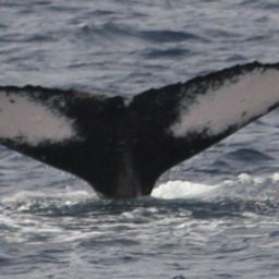 Fluke of CRC-18366