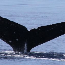 Fluke of PWF-NP_3033