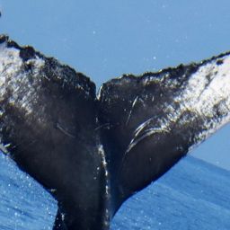 Fluke of PWF-NP_3032
