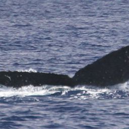 Fluke of SBLuina