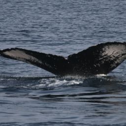 Fluke of PWF-NP_3181