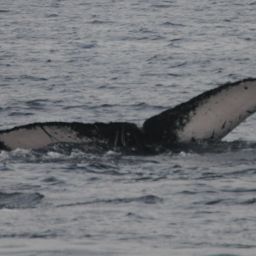 Fluke of PWF-NP_3176