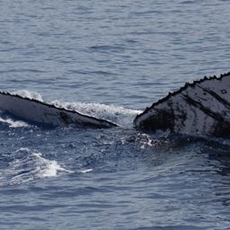 Fluke of BCY0752