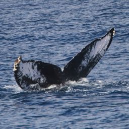 Fluke of PWF-NP_3175