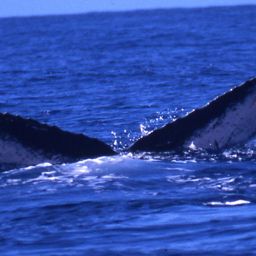 Fluke of BCZ0047