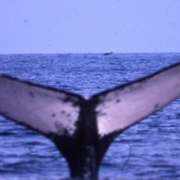 Fluke of PWF-NP_3332