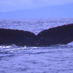 Fluke of PWF-NP_3322