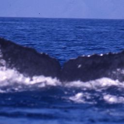 Fluke of PWF-NP_3412