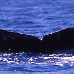 Fluke of PWF-NP_3430