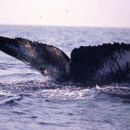 Fluke of PWF-NP_3431
