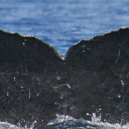 Fluke of PWF-NP_3479