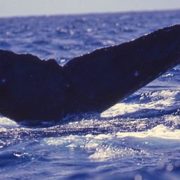 Fluke of PWF-NP_3461