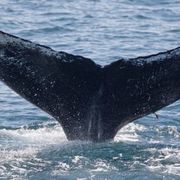 Fluke of CRC-10520