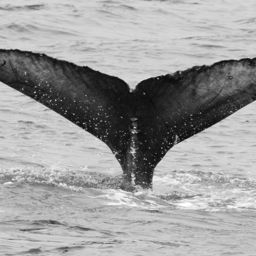 Fluke of CRC-16834