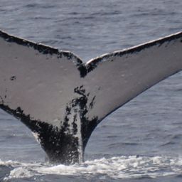 Fluke of SEAK-1468