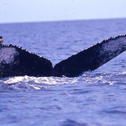 Fluke of PWF-NP_3607