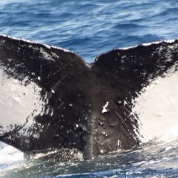 Fluke of PWF-NP_3538