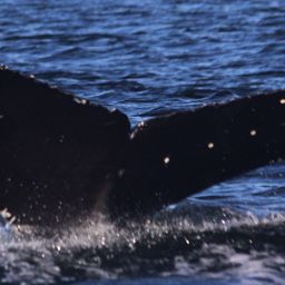 Fluke of CRC-17777