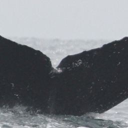 Fluke of CRC-11553