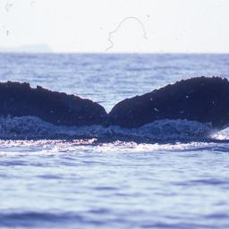Fluke of CRC-22930